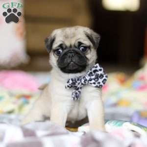 Poppy, Pug Puppy